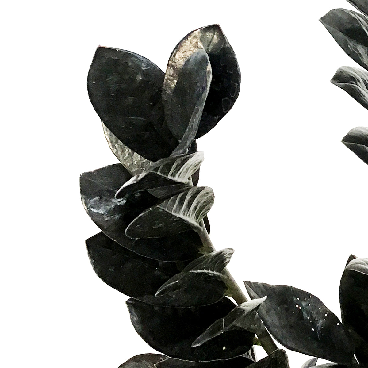 ZZ Plant, 7in, Zamioculcas Zamiifolia Raven ZZ