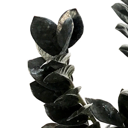 ZZ Plant, 7in, Zamioculcas Zamiifolia Raven ZZ