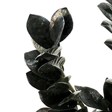 Load image into Gallery viewer, ZZ Plant, 7in, Zamioculcas Zamiifolia Raven ZZ
