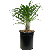 Load image into Gallery viewer, Madagascar Palm, 12in, Pachypodium Lamerei
