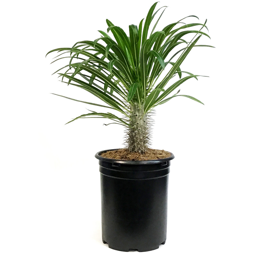 Madagascar Palm, 12in, Pachypodium Lamerei