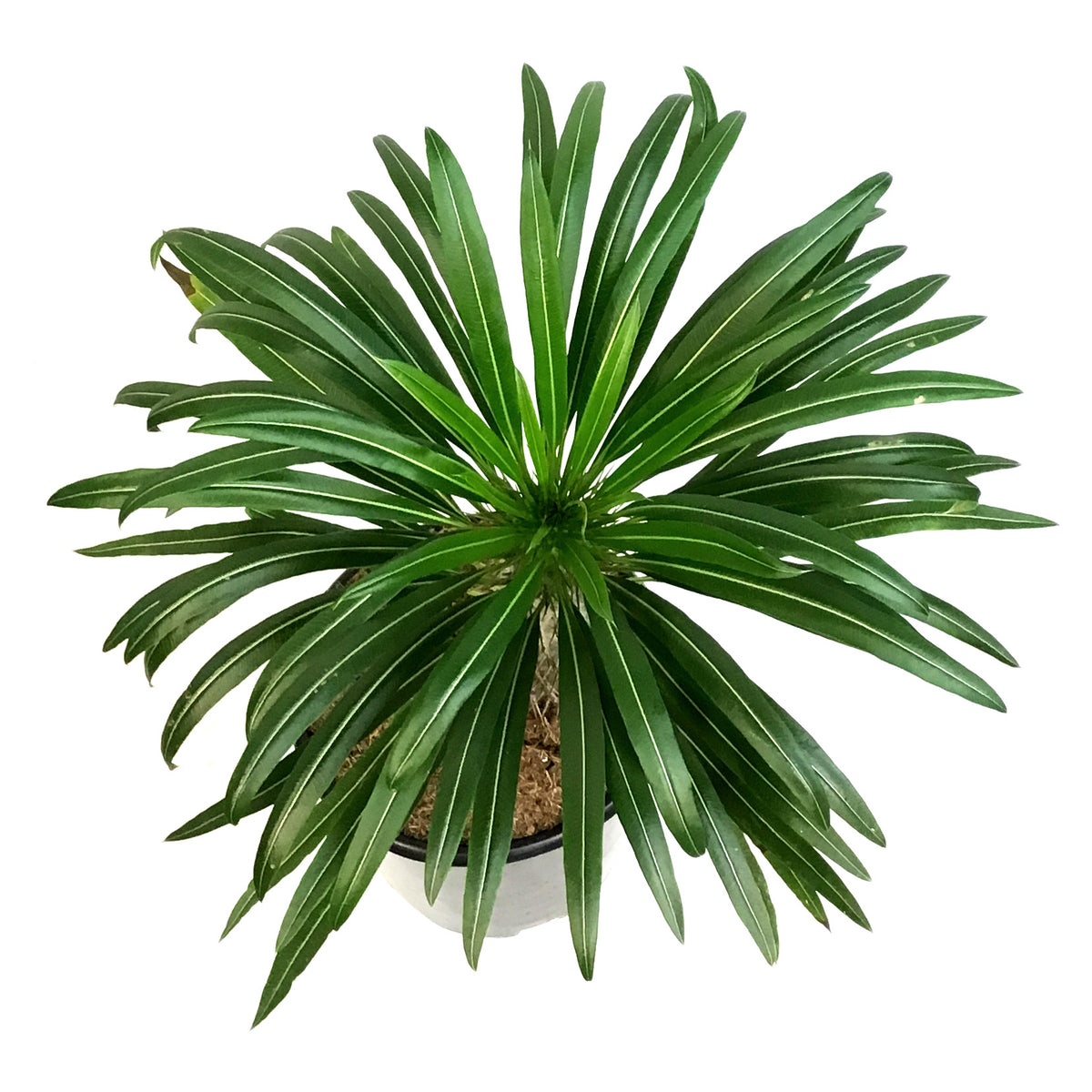 Madagascar Palm, 12in, Pachypodium Lamerei