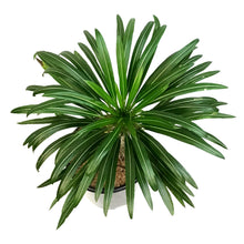 Load image into Gallery viewer, Madagascar Palm, 12in, Pachypodium Lamerei
