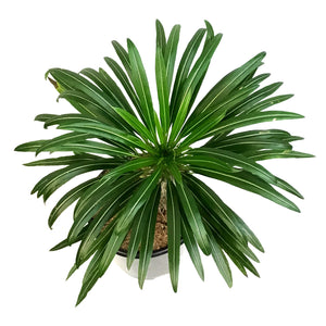 Madagascar Palm, 12in, Pachypodium Lamerei