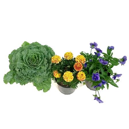 Fall Plant, 1gal, Assorted