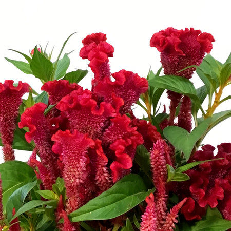 Fall Plant, 6in, Celosia, Assorted