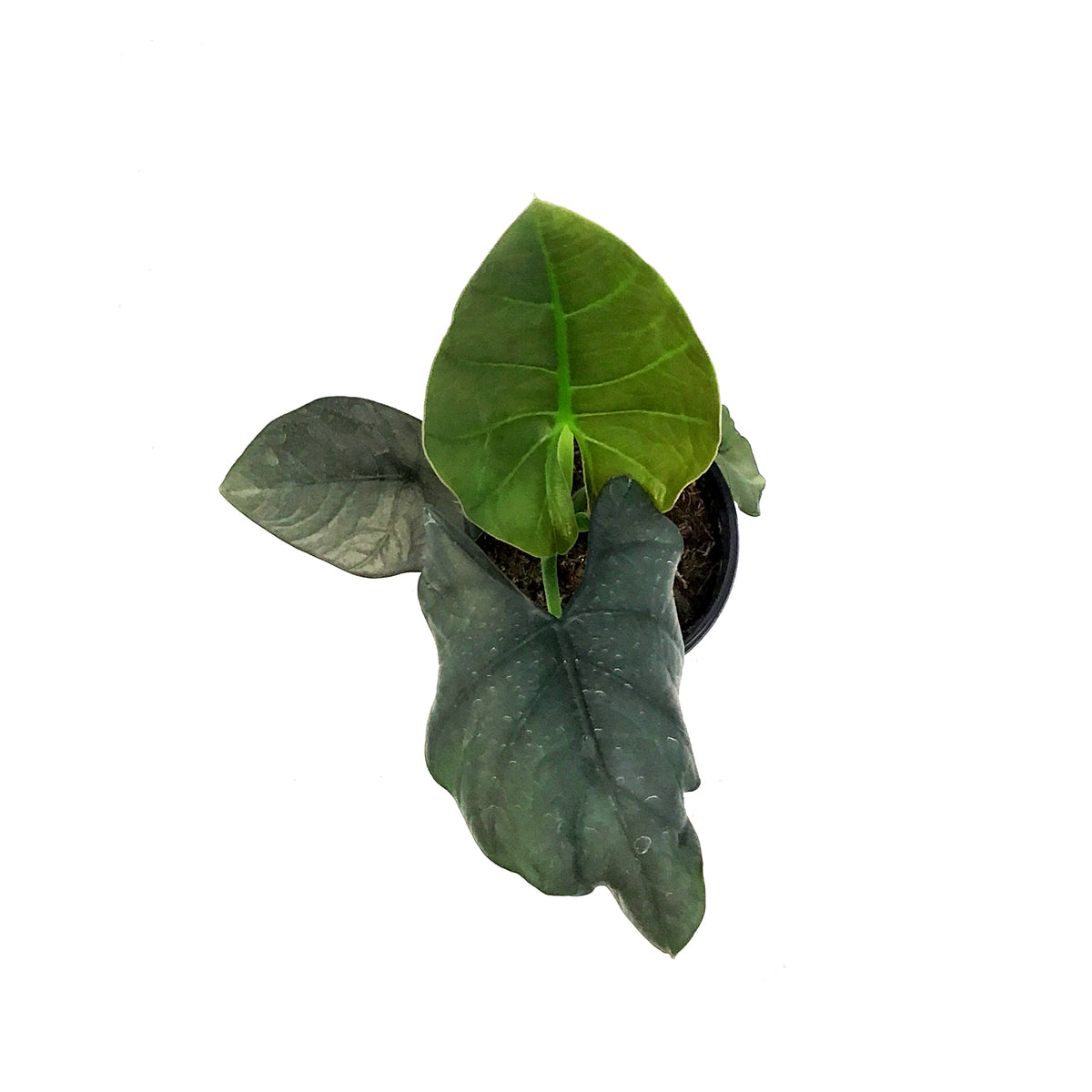Alocasia, 4in, Reginae Dark Miri