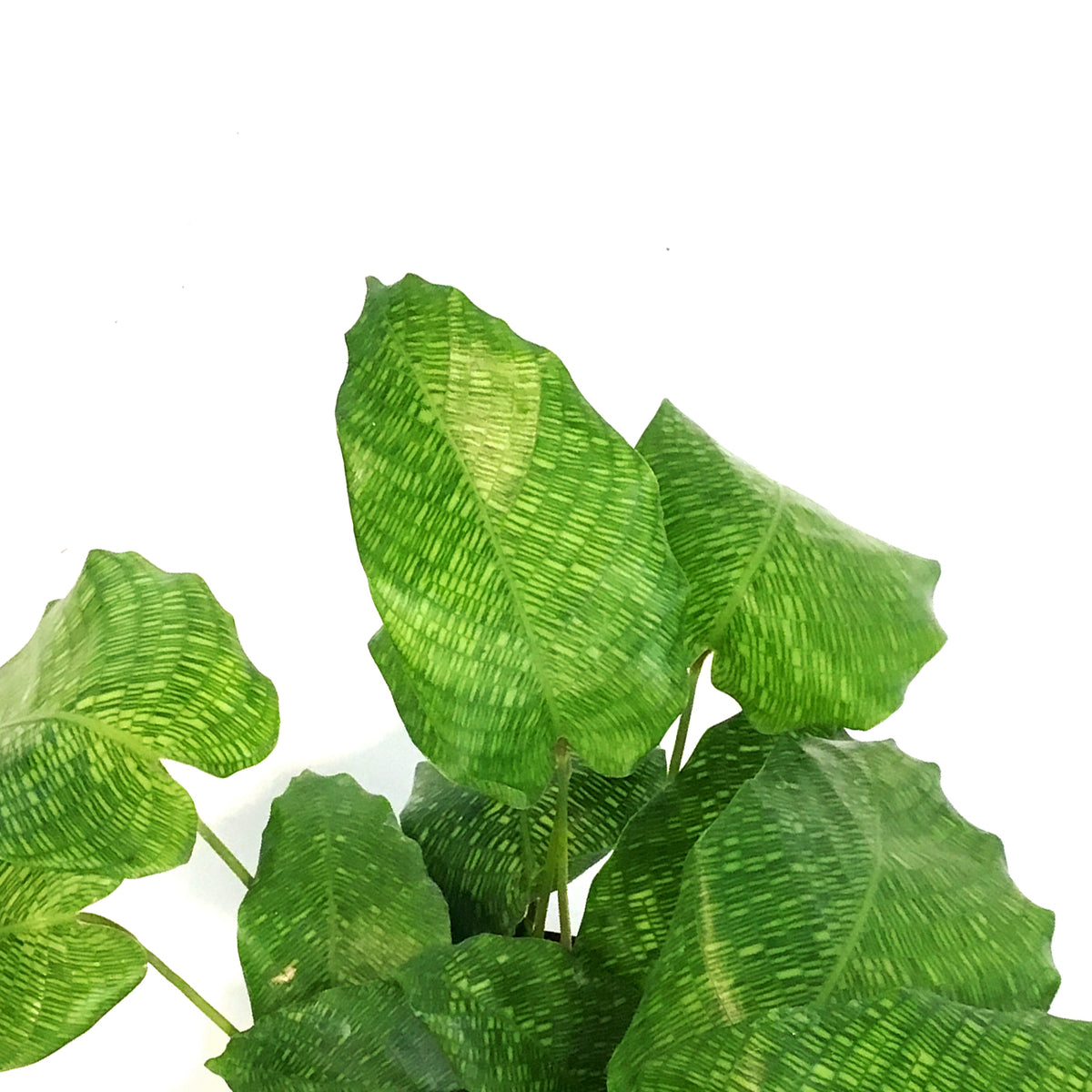 Calathea, 4in, Musaica