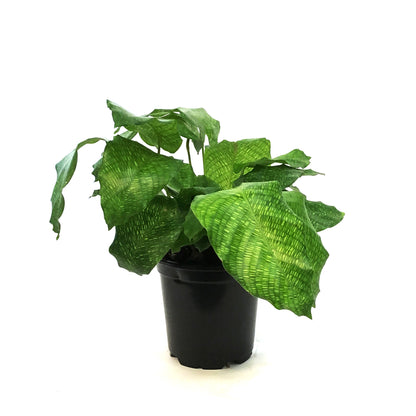 Calathea, 4in, Musaica