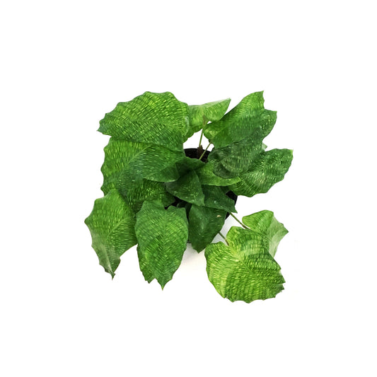 Calathea, 4in, Musaica