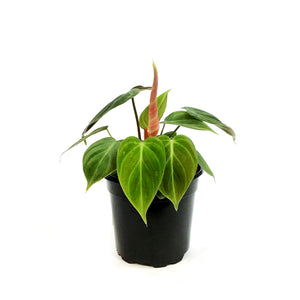 Philodendron, 4in, El Choco Red