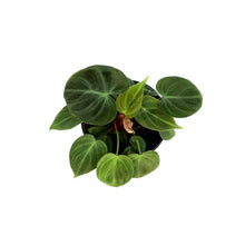 Load image into Gallery viewer, Philodendron, 4in, El Choco Red
