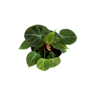 Philodendron, 4in, El Choco Red