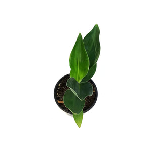 Bird of Paradise, 4in, Yellow