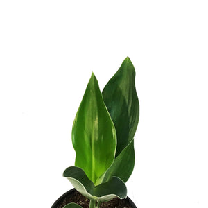 Bird of Paradise, 4in, Yellow