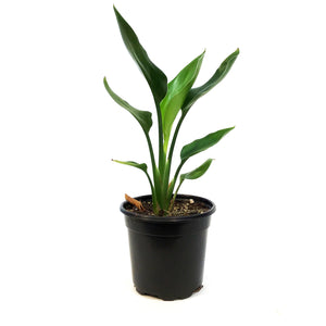 Bird of Paradise, 4in, Yellow