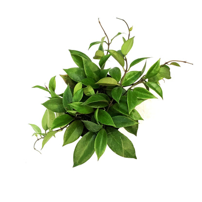 Hoya, 6in, Sunrise, Hanging Basket