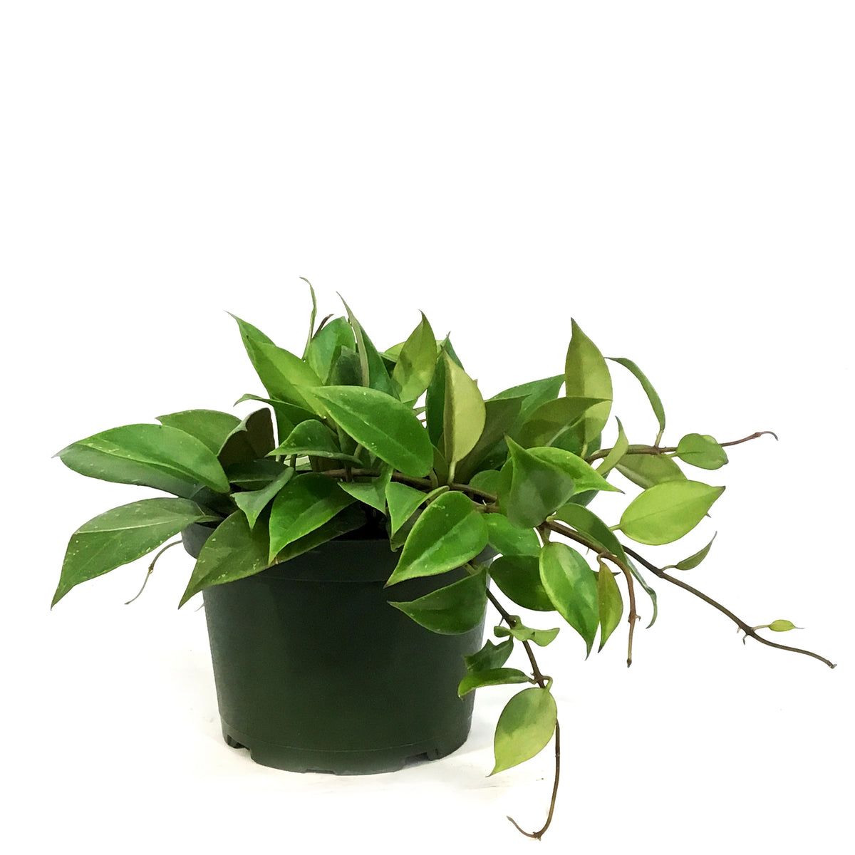 Hoya, 6in, Sunrise, Hanging Basket