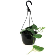 Scindapsus, 8in HB, Jade Satin