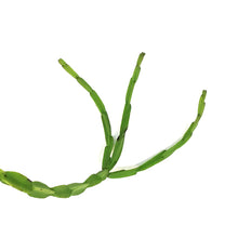 Load image into Gallery viewer, Rhipsalis, 6in HB, Paradoxa
