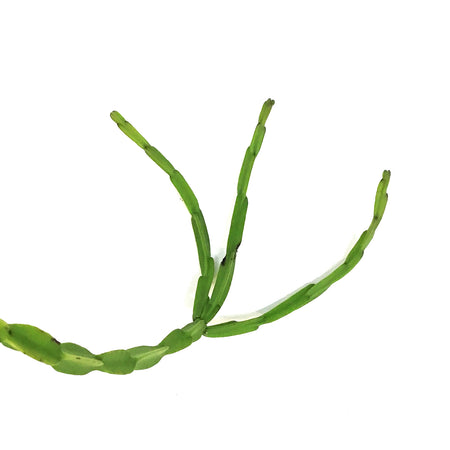 Rhipsalis, 6in HB, Paradoxa