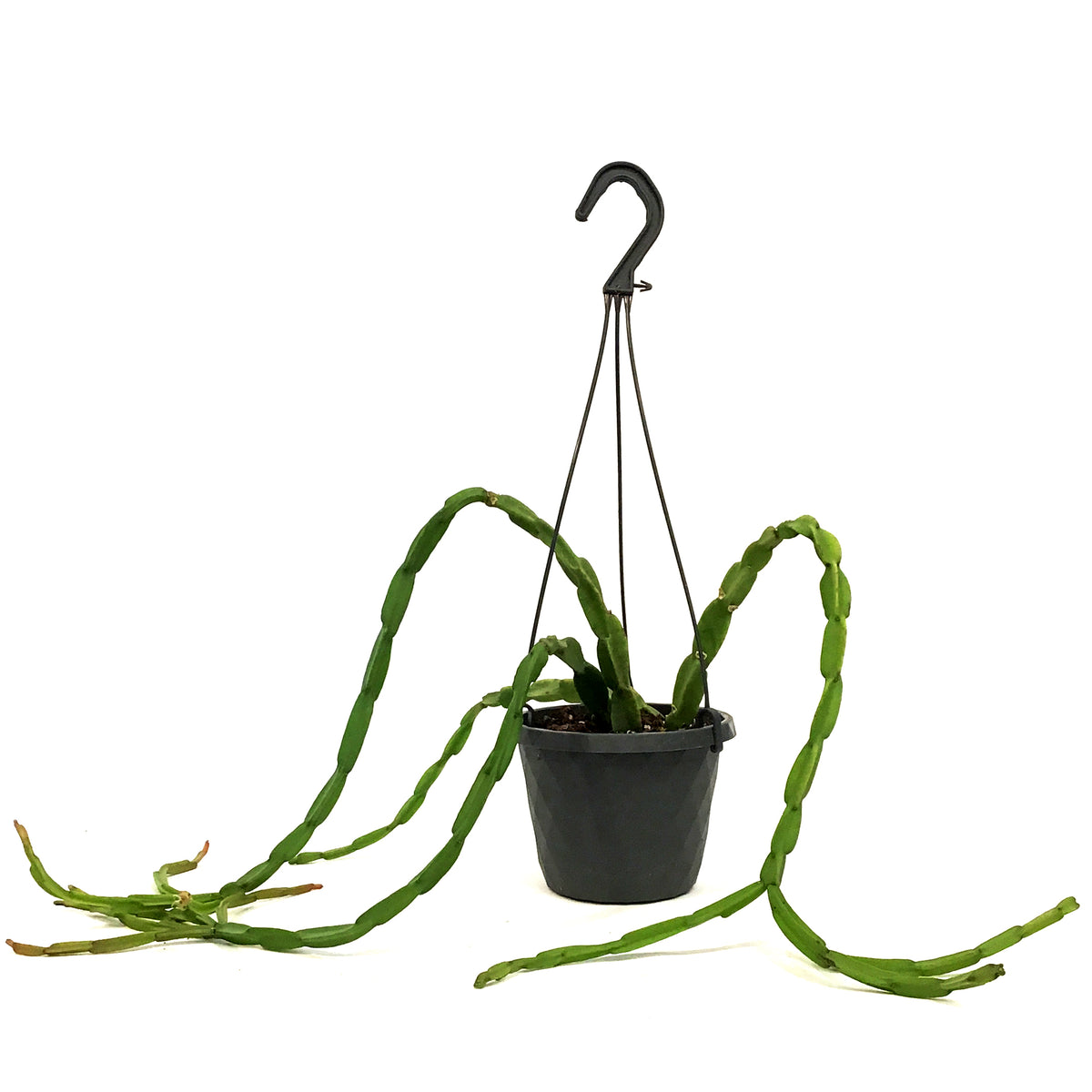 Rhipsalis, 6in HB, Paradoxa