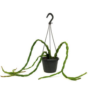 Rhipsalis, 6in HB, Paradoxa