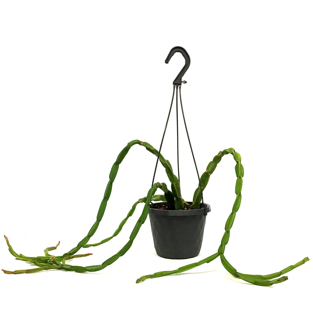 Rhipsalis, 6in HB, Paradoxa