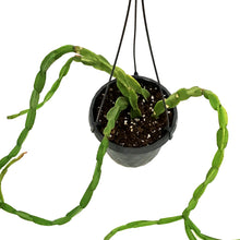 Load image into Gallery viewer, Rhipsalis, 6in HB, Paradoxa
