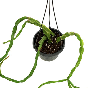 Rhipsalis, 6in HB, Paradoxa