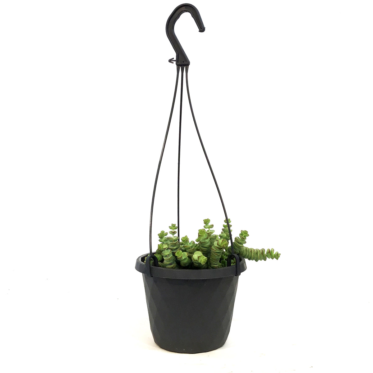 Crassula, 6in HB, Rupestris Jade Necklace