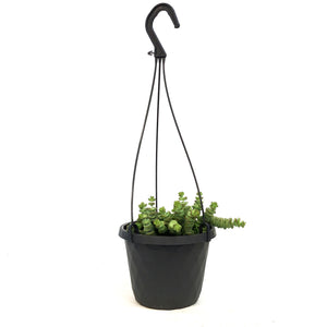 Crassula, 6in HB, Rupestris Jade Necklace