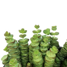 Load image into Gallery viewer, Crassula, 6in HB, Rupestris Jade Necklace
