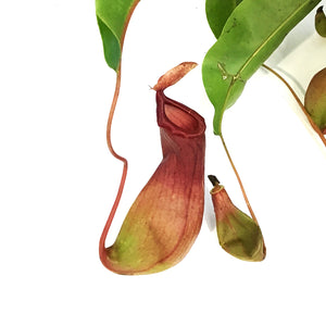 Nepenthes, 6in HB, Alata