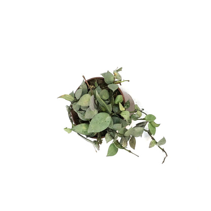 Hoya, 4in, Krohniana