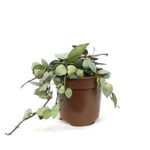 Hoya, 4in, Krohniana