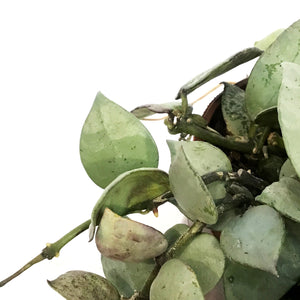 Hoya, 4in, Krohniana