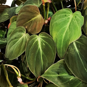 Philodendron, 10in HB, Micans