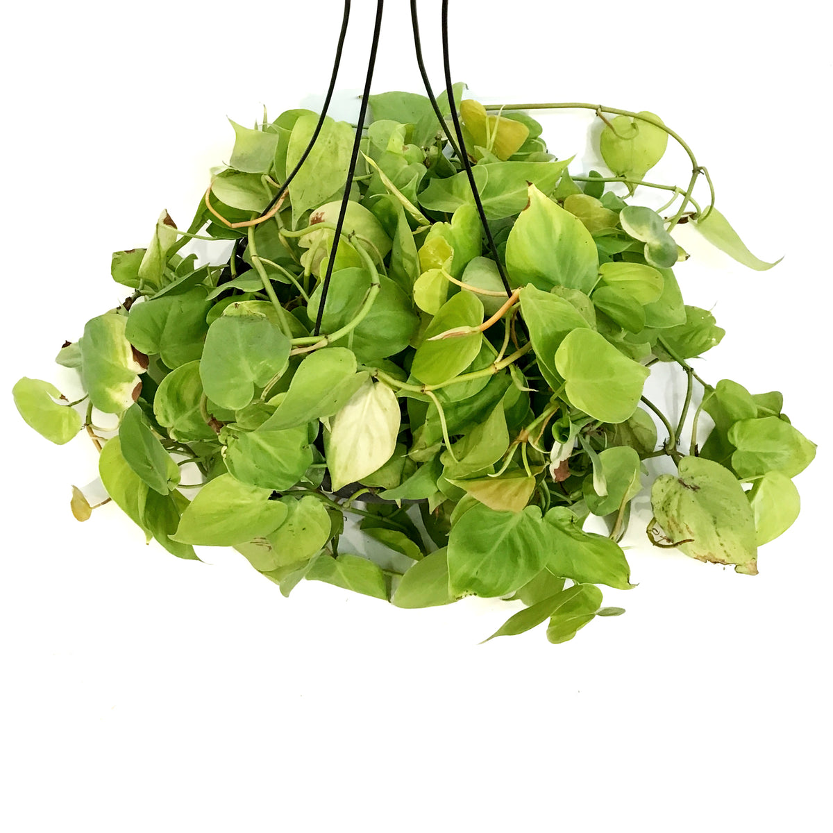 Philodendron, 10in HB, Lemon Lime Heart Leaf