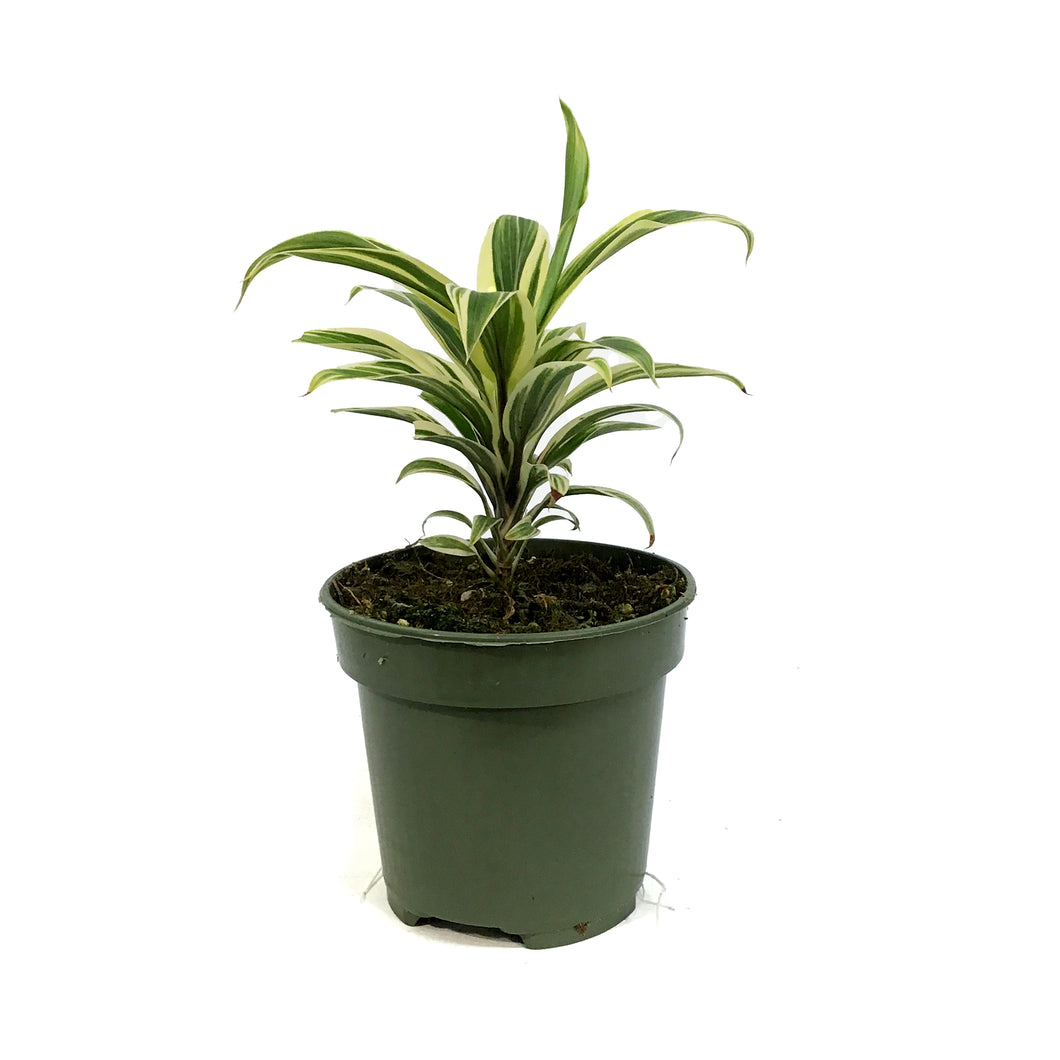 Cordyline, 4in, Coffee Compacta