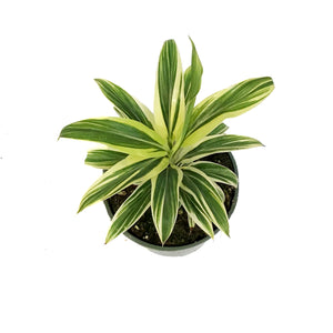 Cordyline, 4in, Coffee Compacta