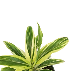 Cordyline, 4in, Coffee Compacta