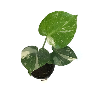 Monstera, 4in, Deliciosa Thai Constellation