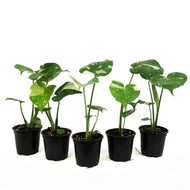 Monstera, 4in, Deliciosa Thai Constellation