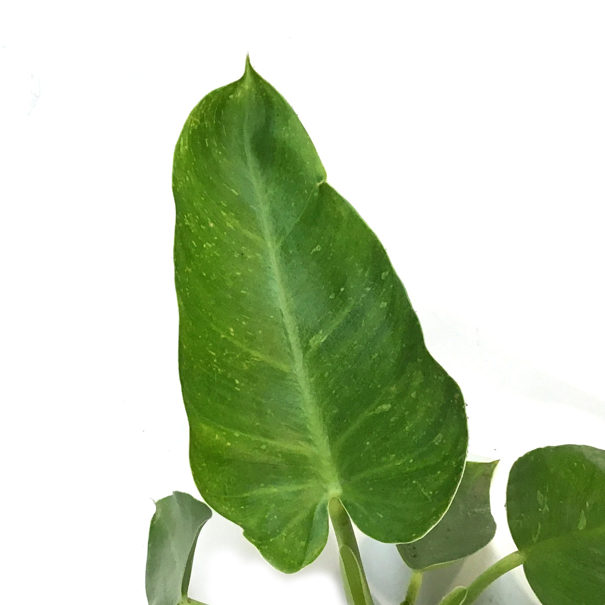 Philodendron, 4in, Jose Buono LOW VARIEGATION