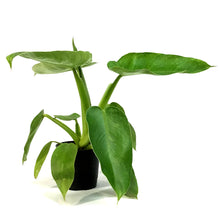 Load image into Gallery viewer, Philodendron, 4in, Jose Buono LOW VARIEGATION
