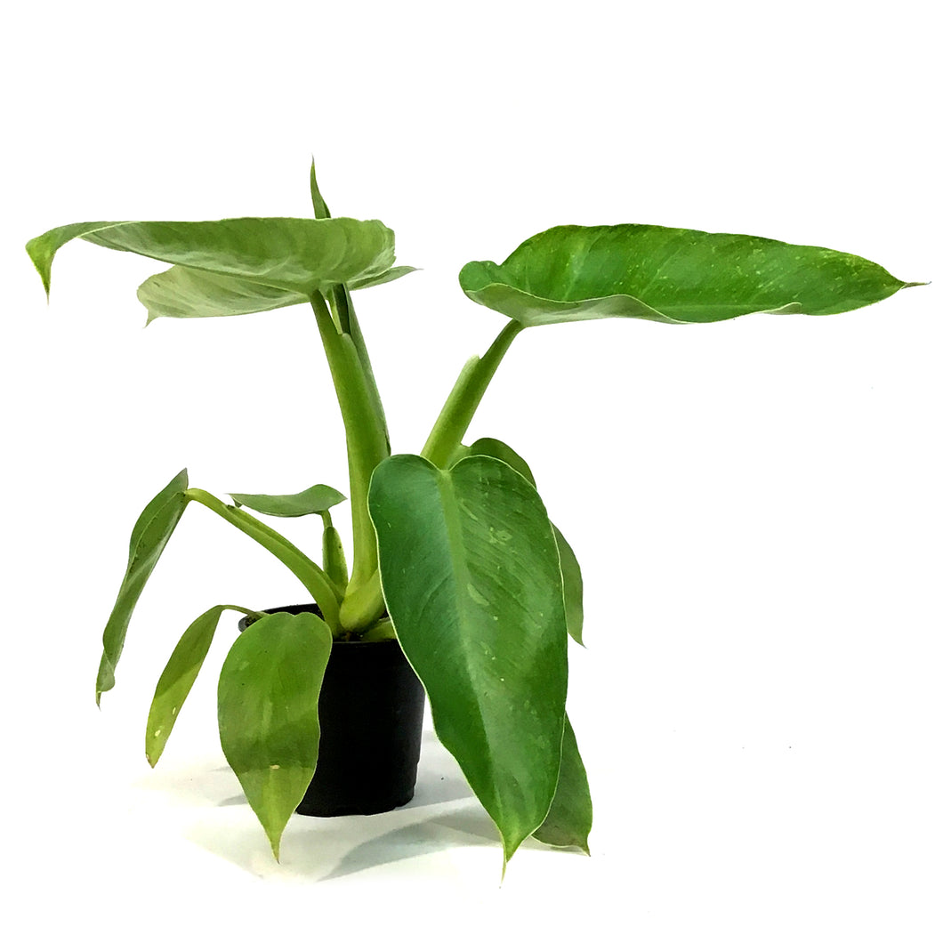 Philodendron, 4in, Jose Buono LOW VARIEGATION