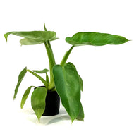 Philodendron, 4in, Jose Buono LOW VARIEGATION
