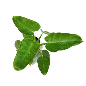 Philodendron, 4in, Jose Buono LOW VARIEGATION