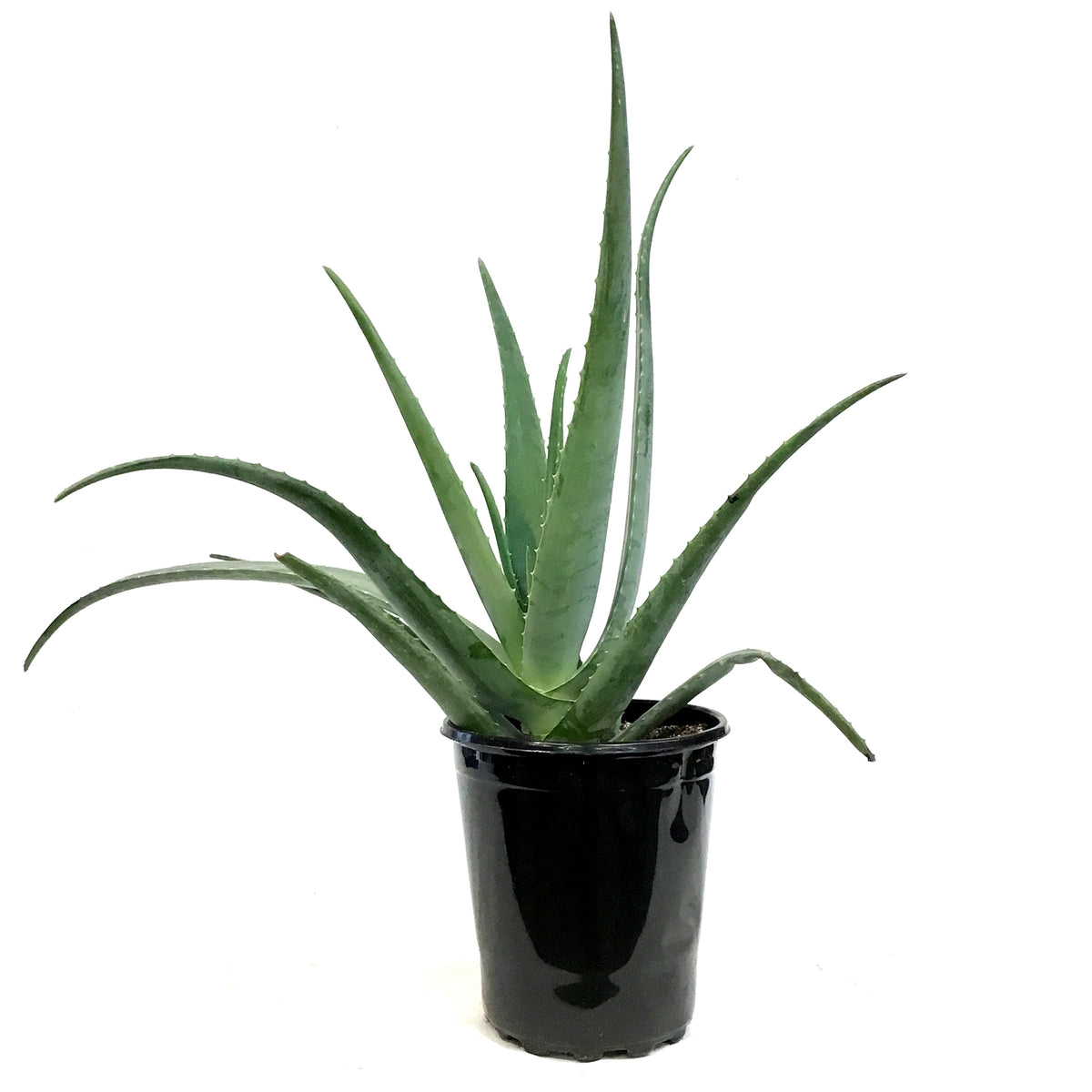 Aloe Vera, 10in